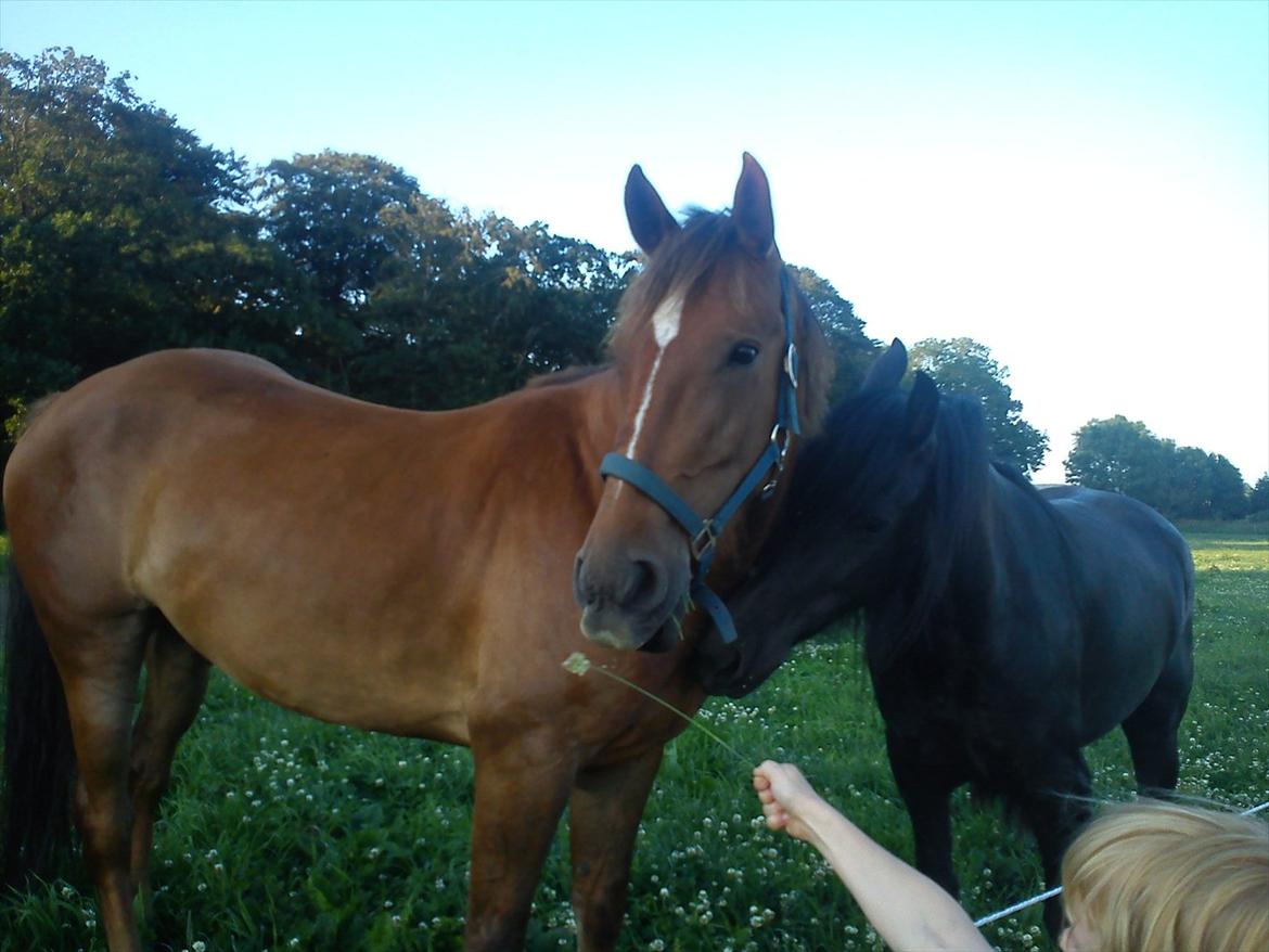 Anden særlig race Lukas Kashmir - min lille basse dreng..  billede 6