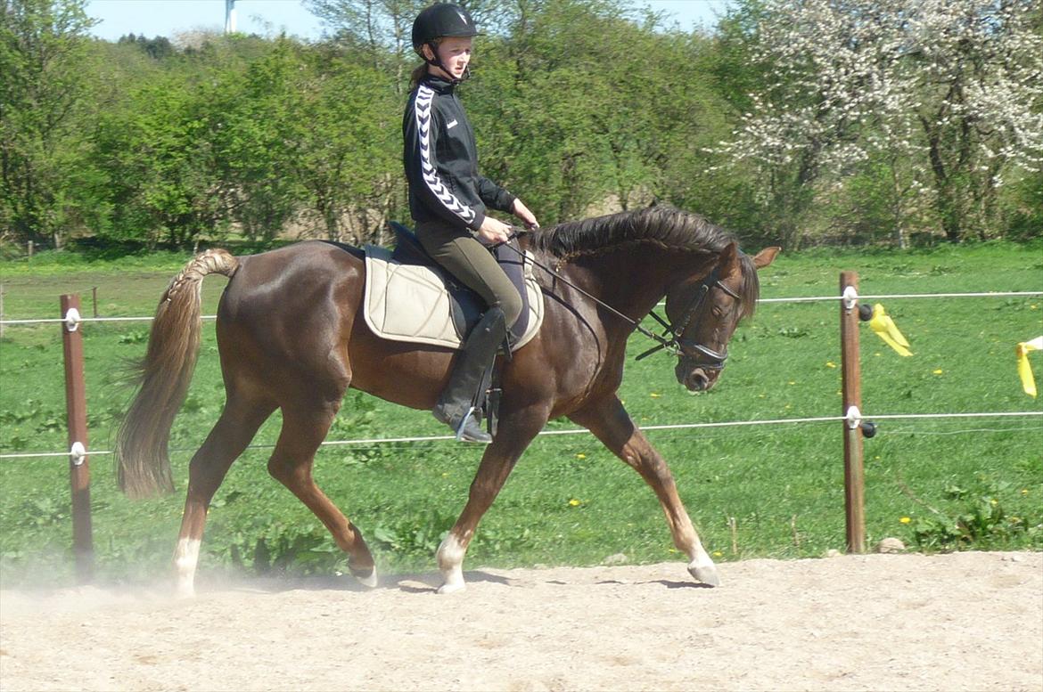 Welsh Partbred (Sec F) Fiango W billede 3