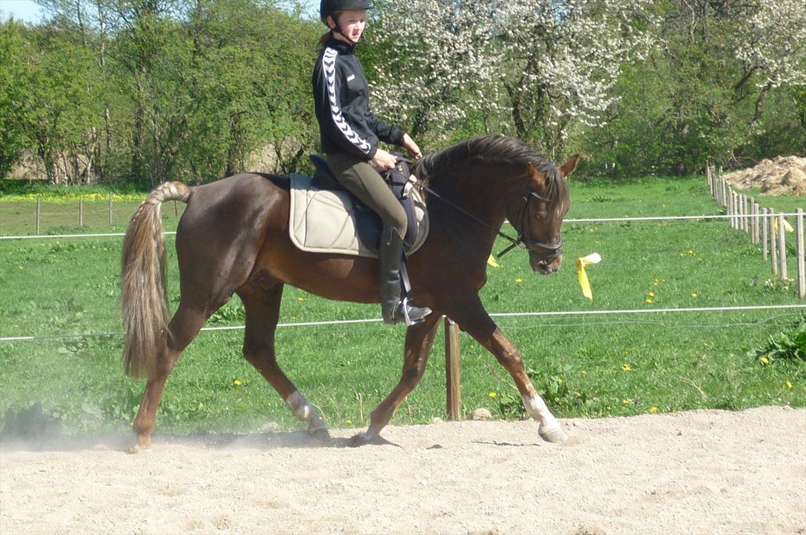 Welsh Partbred (Sec F) Fiango W billede 4