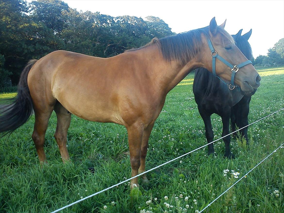 Anden særlig race Lukas Kashmir - han liner slet ike sig selv..  billede 7
