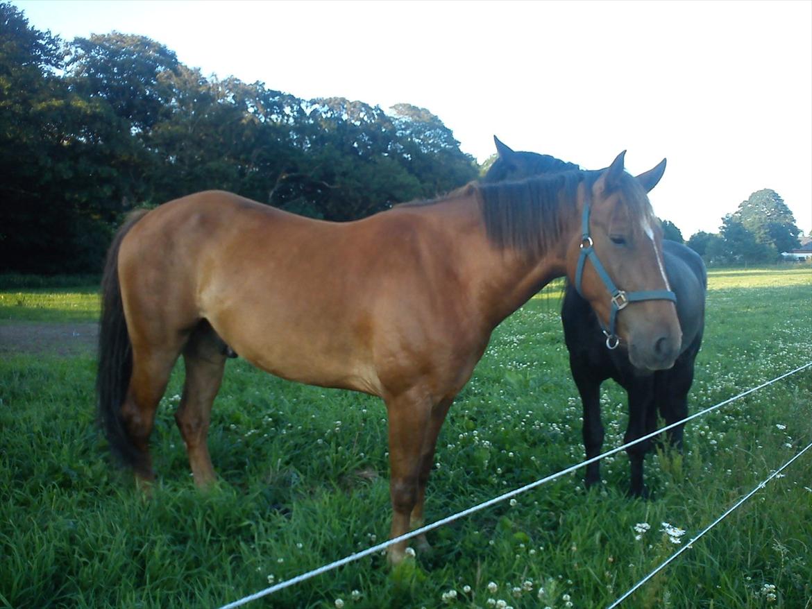 Anden særlig race Lukas Kashmir - også sommer billde.. billede 8