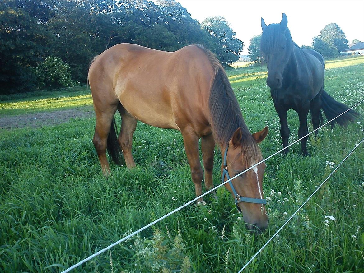 Anden særlig race Lukas Kashmir - :) også sommer billede..  billede 9