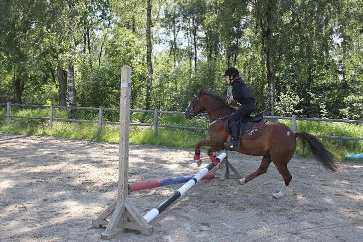 Anden særlig race Silas billede 10