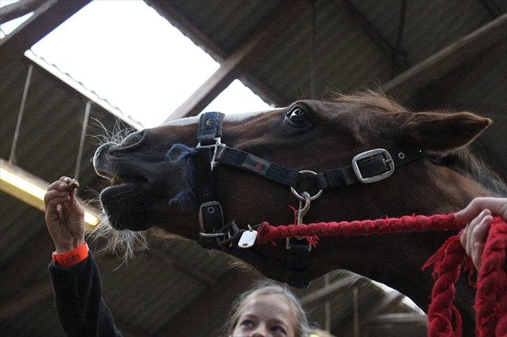 Anden særlig race Silas billede 14