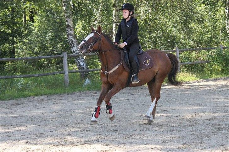 Anden særlig race Silas billede 16