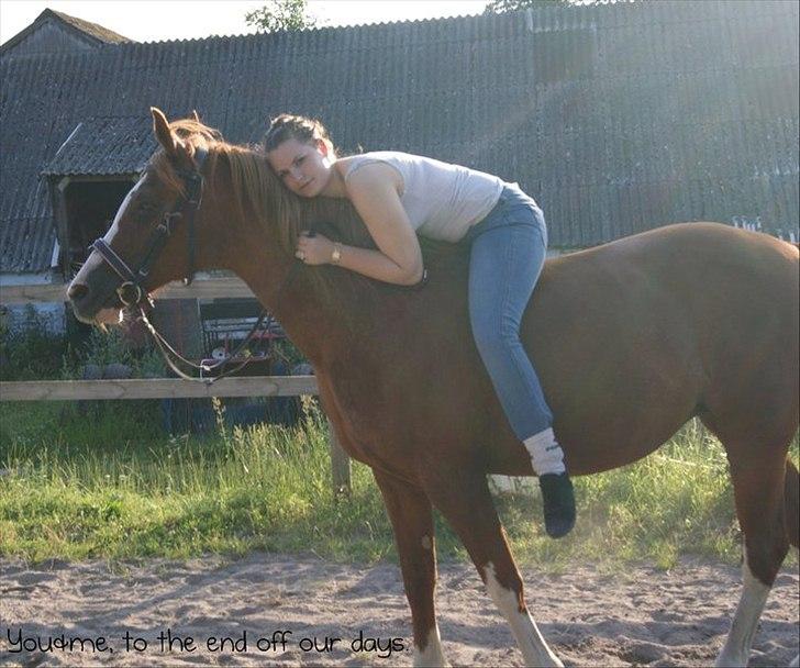 Svensk Sportspony  | Isabell.<3 *solgt* - You and me, to the end of our days <3 billede 1