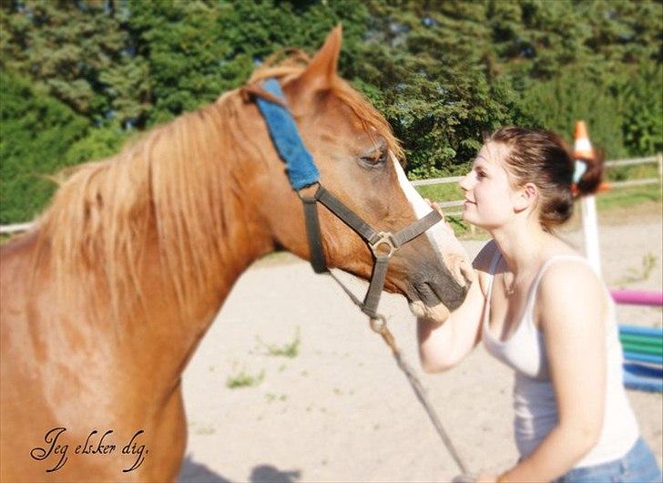 Svensk Sportspony  | Isabell.<3 *solgt* - Jeg elsker dig <3 billede 16