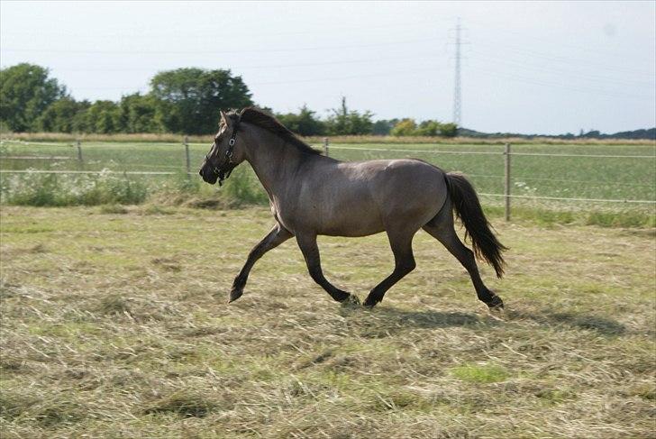 Konik Polski Carlo - juli 11 billede 3