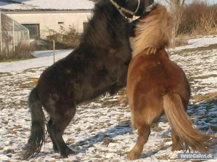 Shetlænder Bølle - de leger<3 billede 9