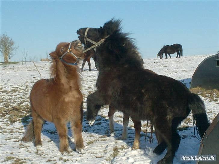 Shetlænder Bølle - Bølle<3
foto: simone billede 12