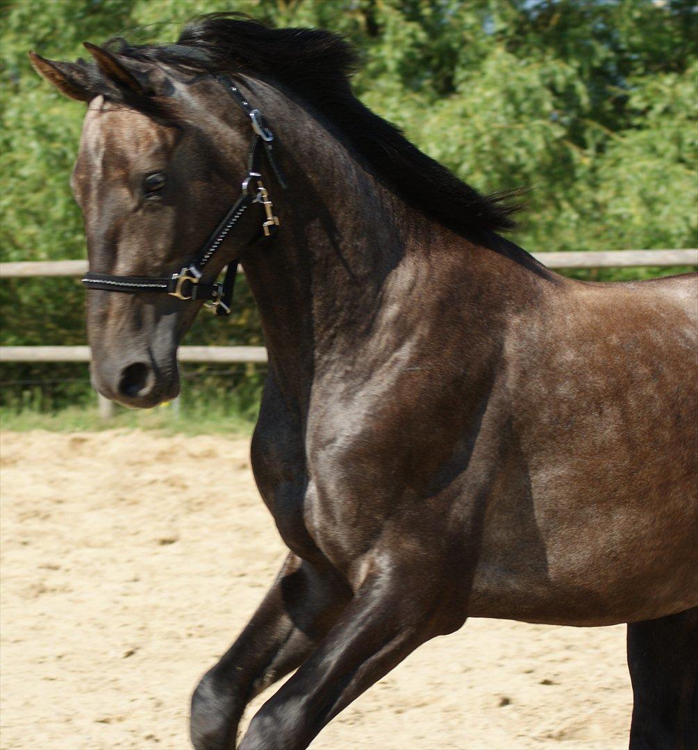 Anglo Araber (AA) Butterhill's Mon Chameur billede 2