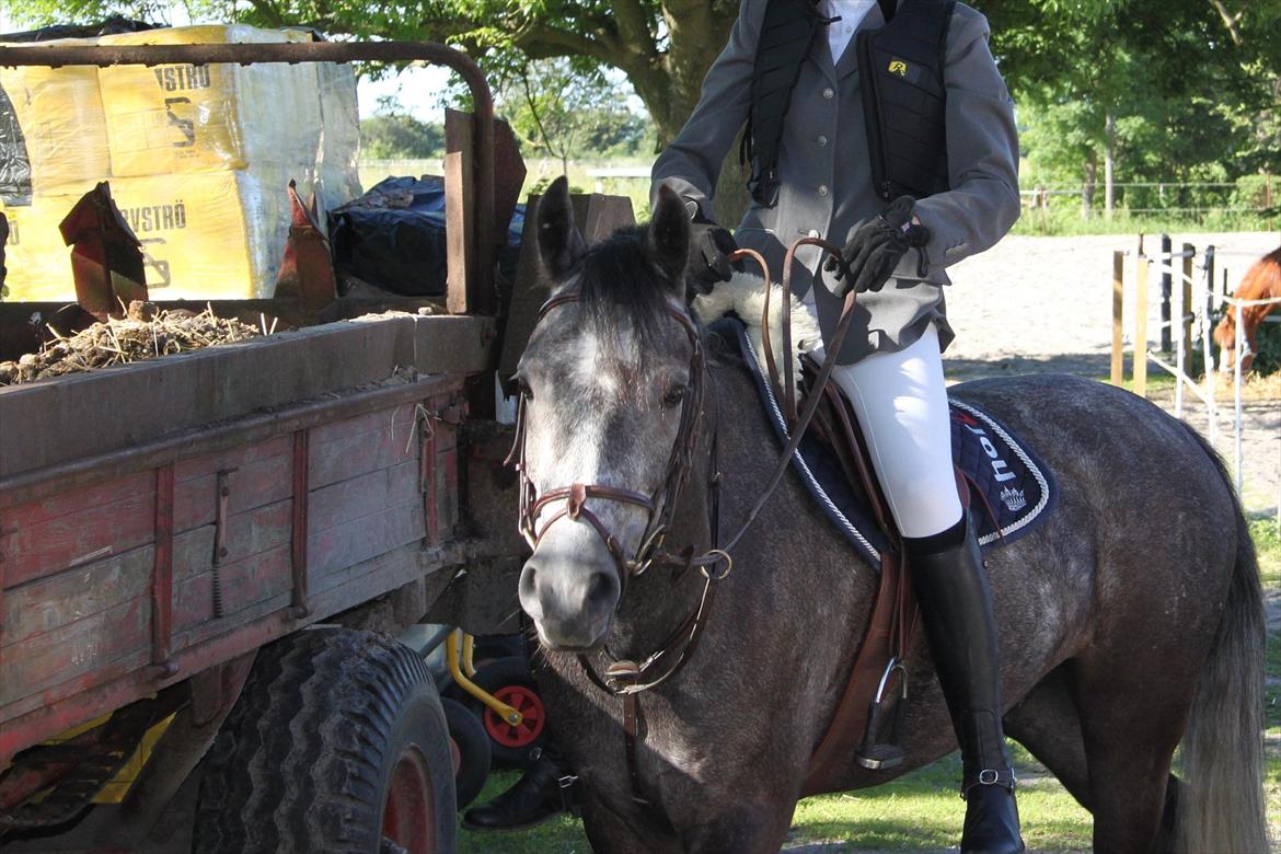 Connemara Bech`s Mallachy solgt billede 8