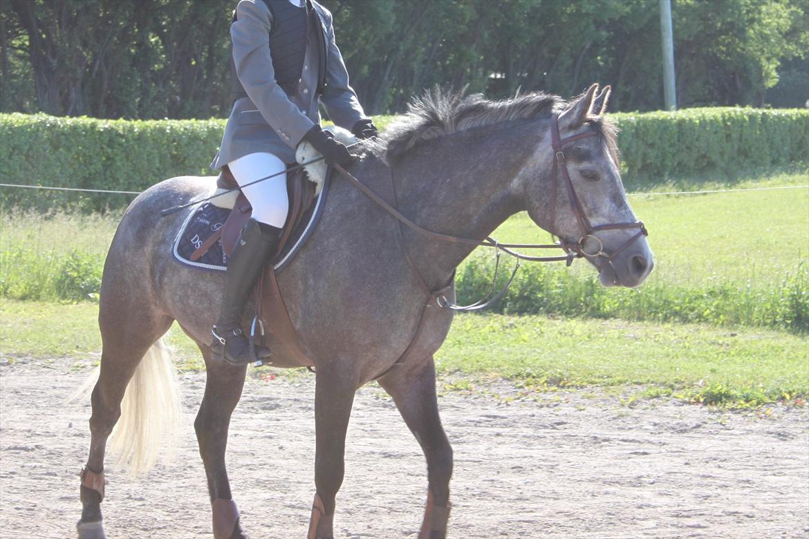 Connemara Bech`s Mallachy solgt billede 9