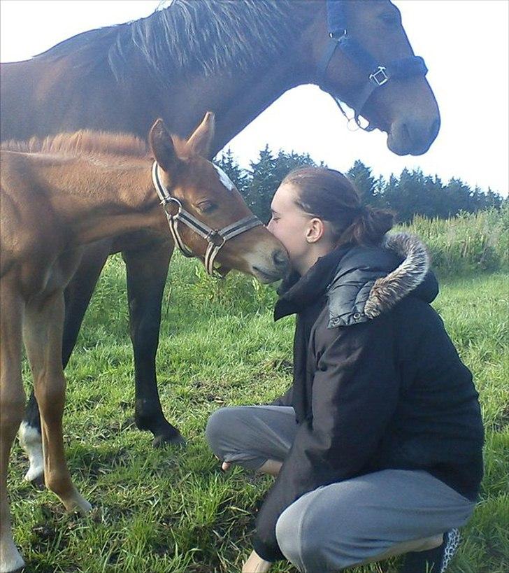 Dansk Varmblod Tøsen - tøsen med hendes meget smukke hingste føl, han er 6 dage gammel på bileldet og født den 9 juni .  billede 1