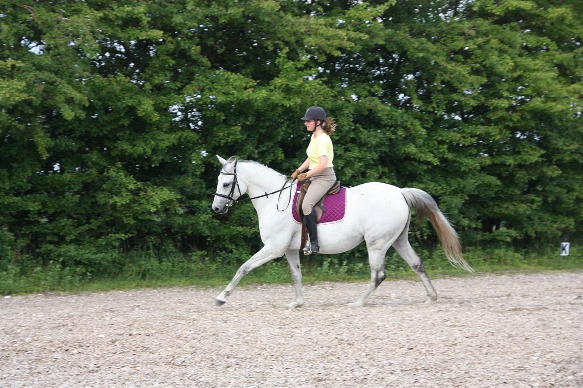 Trakehner Bint-Al-Hawa, (solgt 2011) - Fået langt mere tjeck på tingene, og tempo er blevet stabilt. Juhuu billede 19