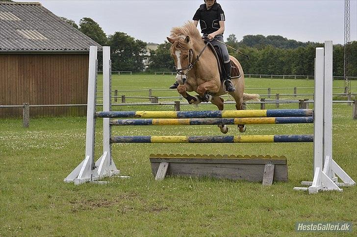 Anden særlig race Buster (Goise) - Springer ca.115.cm SYKO Pownie =D 

Mester fotograf AM. billede 9