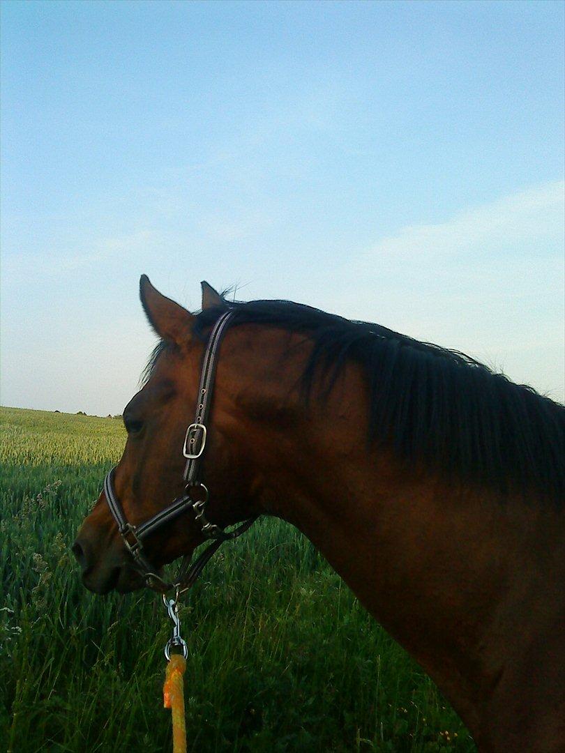 Fuldblod (XX) Owners Equity billede 8