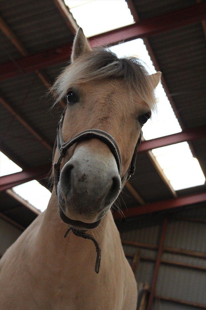 Fjordhest Schelhases Asterix billede 13