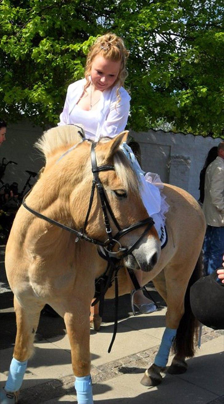 Fjordhest Schelhases Asterix billede 14