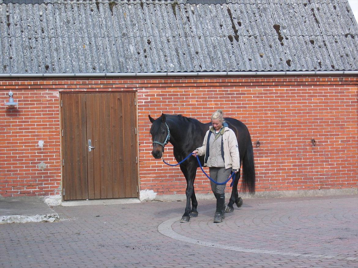 Dansk Varmblod Sheiken - En af de mange ture på Højgaard :( billede 4
