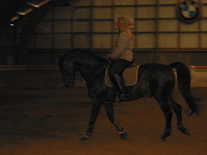 Dansk Varmblod Sheiken - Gammelt, meget gammelt billede :) billede 5