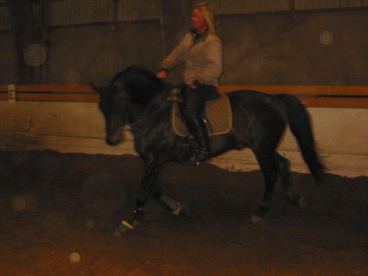 Dansk Varmblod Sheiken billede 6