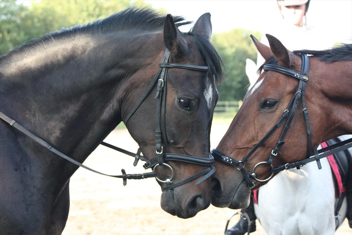 Dansk Varmblod Comet <3 * SOULMATE* billede 17