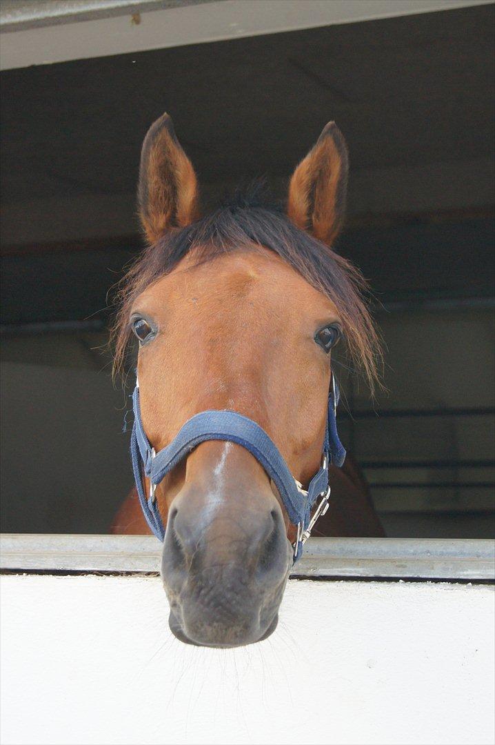 Anden særlig race Magic Boy - Søde Magic'mus <3 billede 8