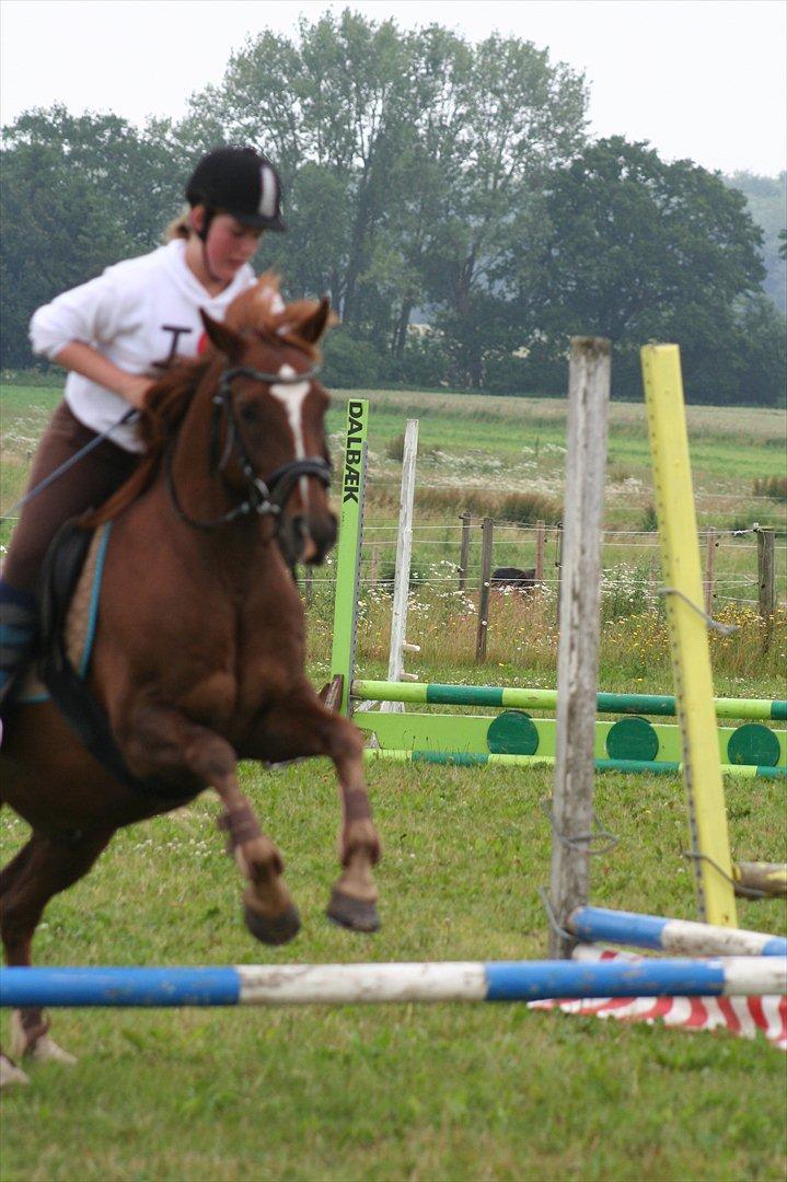 Anden særlig race Flintstone (Flinte) - dejlige ponydyr!<3 billede 16