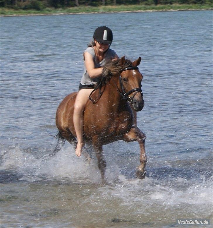 Hollandsk Sportspony Van Gogh - Gogge gik lige i vandet selvom det var første gang!:-)
<3<3<3<3<3<3<3 han elsker det! billede 18