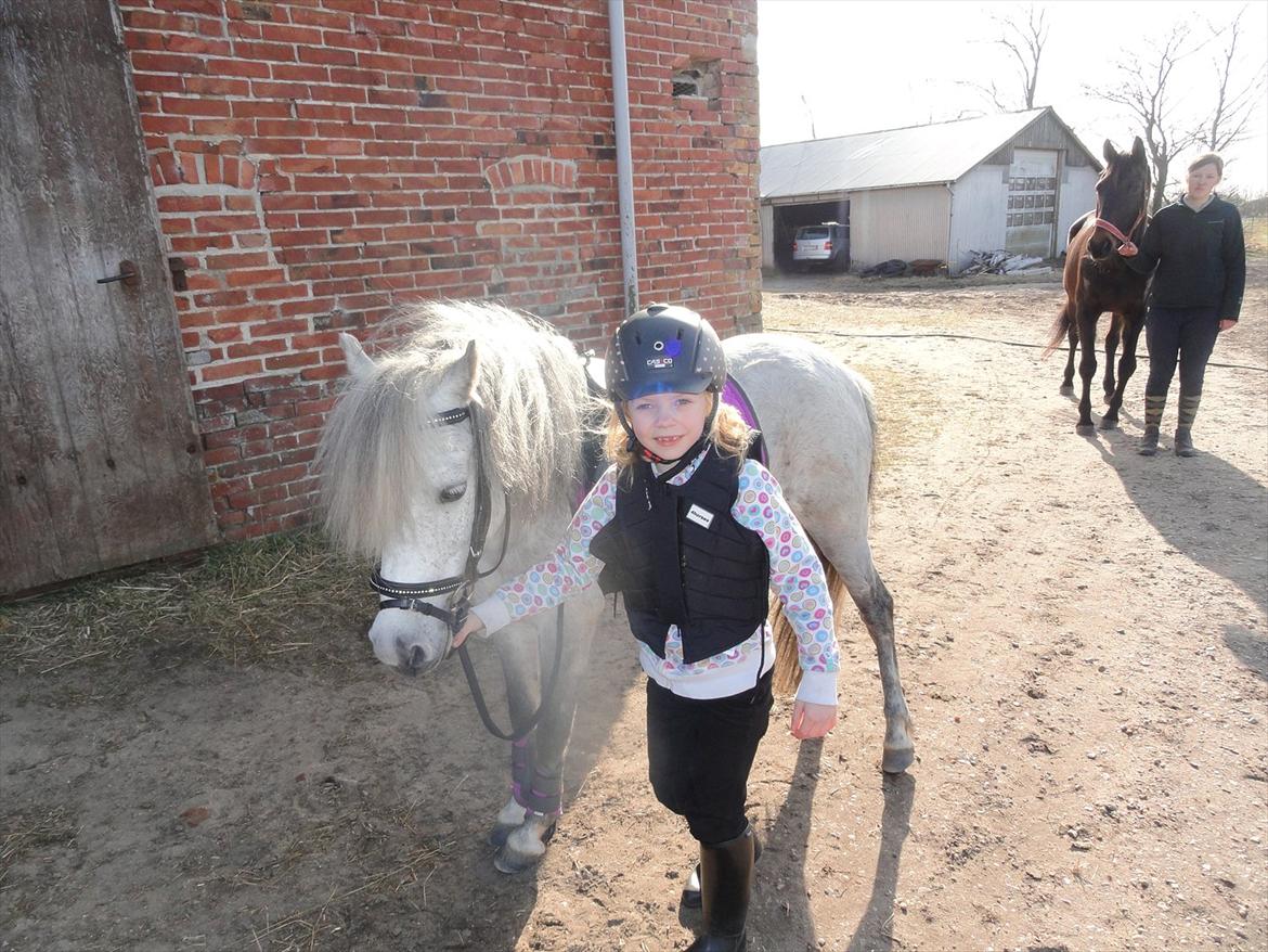 Welsh Mountain (sec A) Fifi billede 4