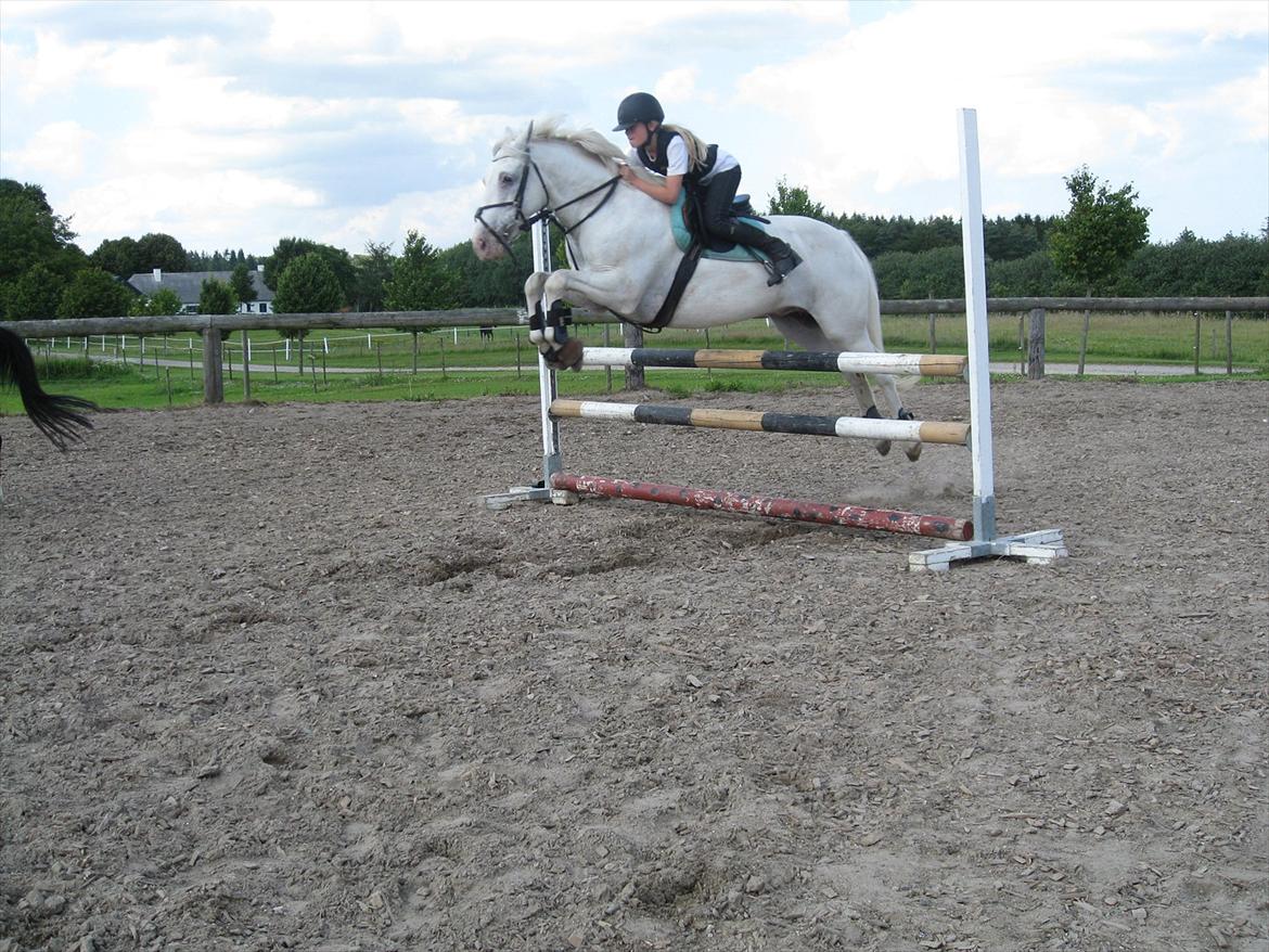 Irsk Sportspony Crocketstown Spotty billede 16