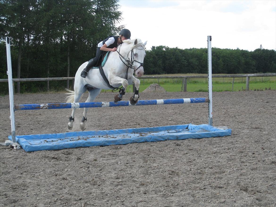Irsk Sportspony Crocketstown Spotty - elsker dig skat<3 billede 5