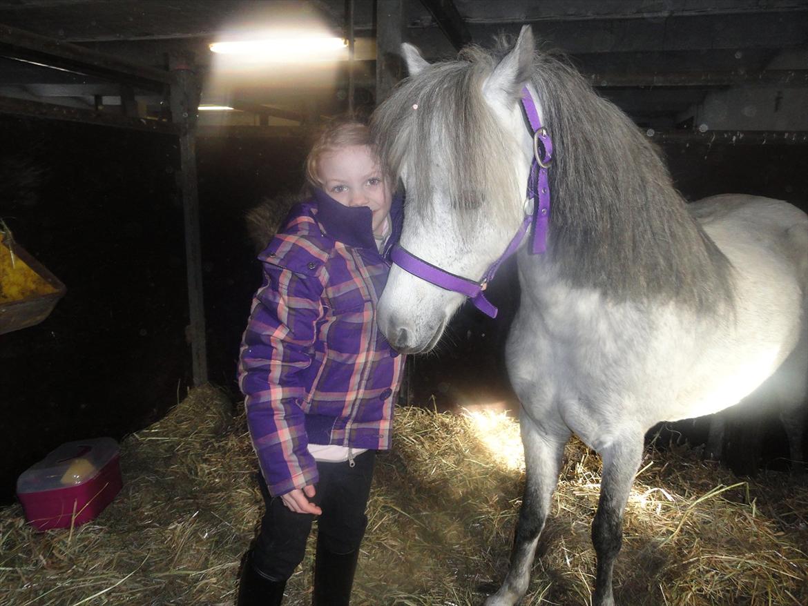 Welsh Mountain (sec A) Fifi billede 3