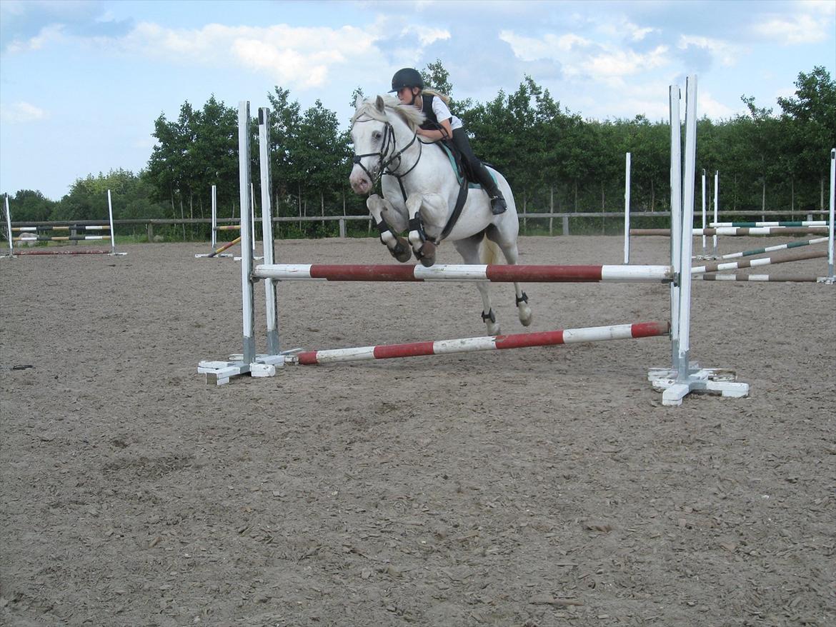 Irsk Sportspony Crocketstown Spotty billede 7