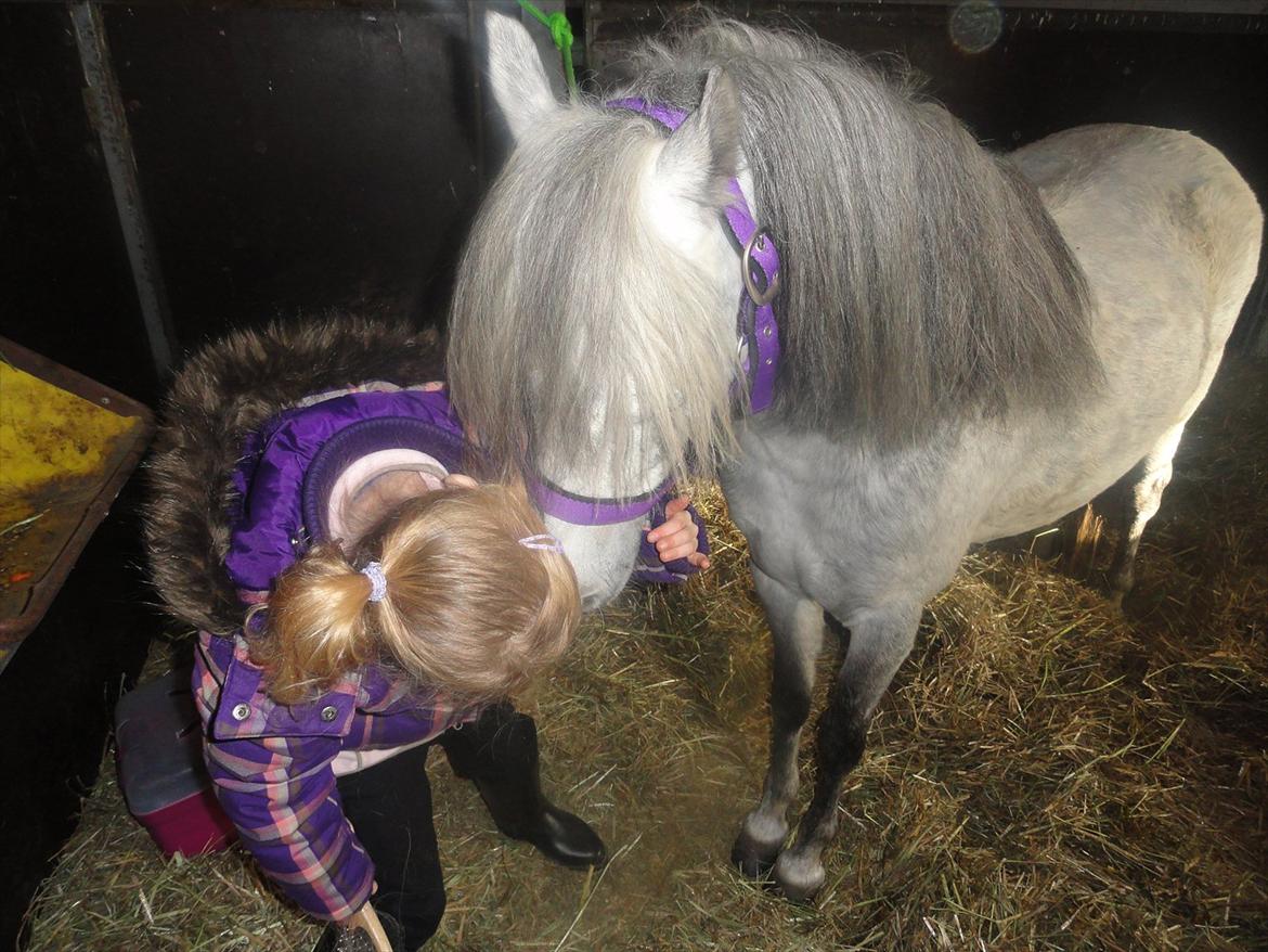 Welsh Mountain (sec A) Fifi billede 5