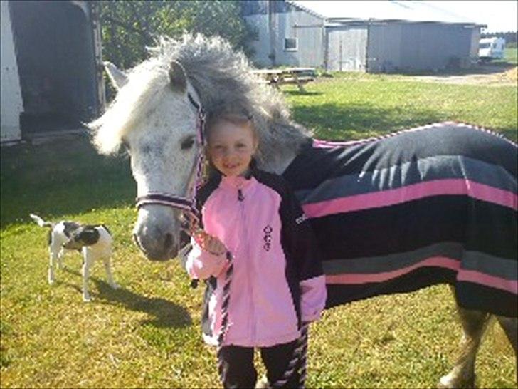 Welsh Mountain (sec A) Fifi billede 1