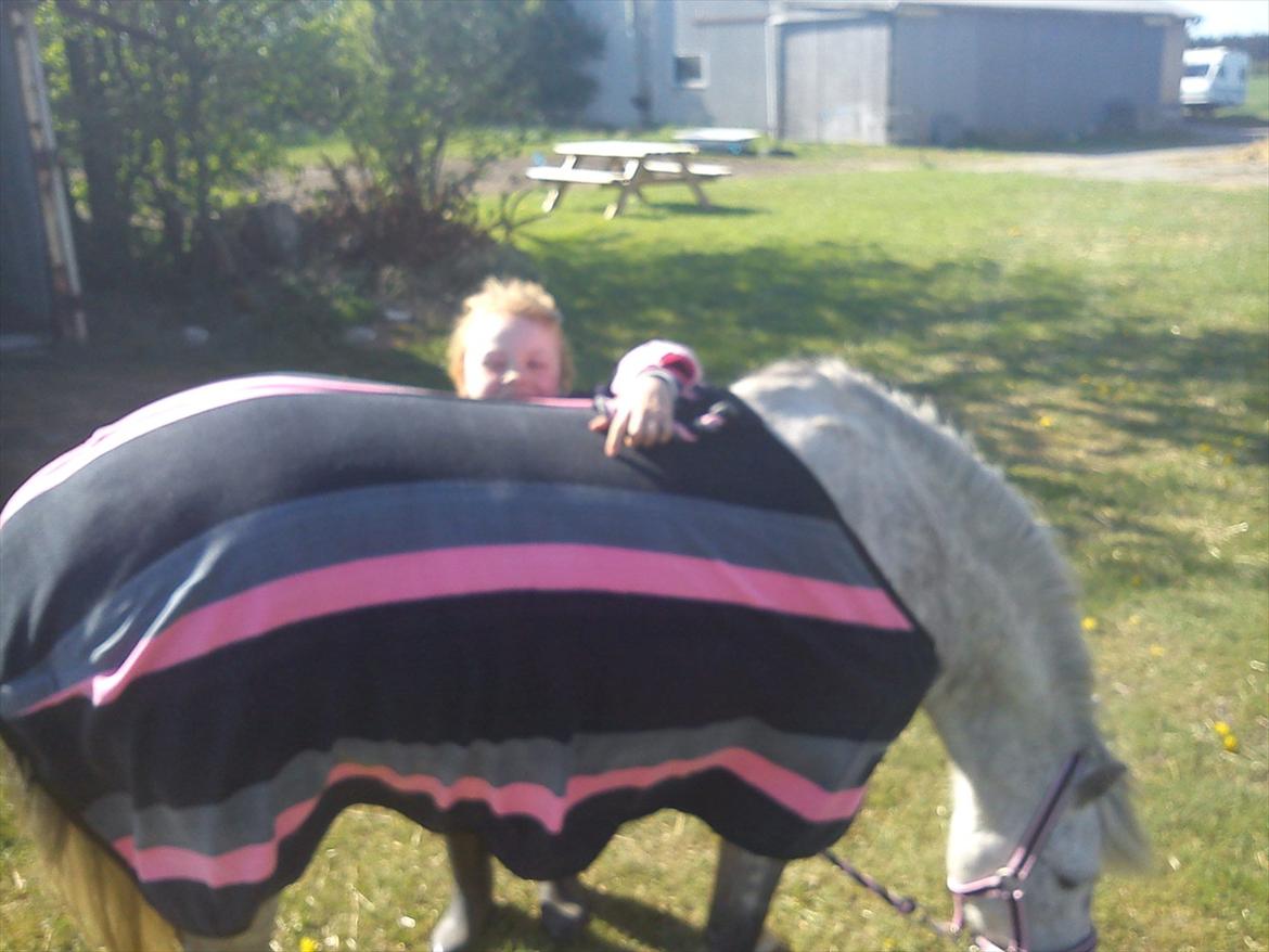 Welsh Mountain (sec A) Fifi billede 6