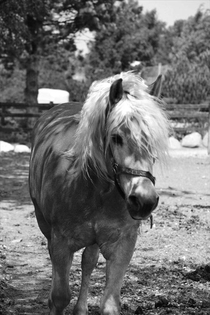 Tyroler Haflinger Whisper Elghuset billede 15