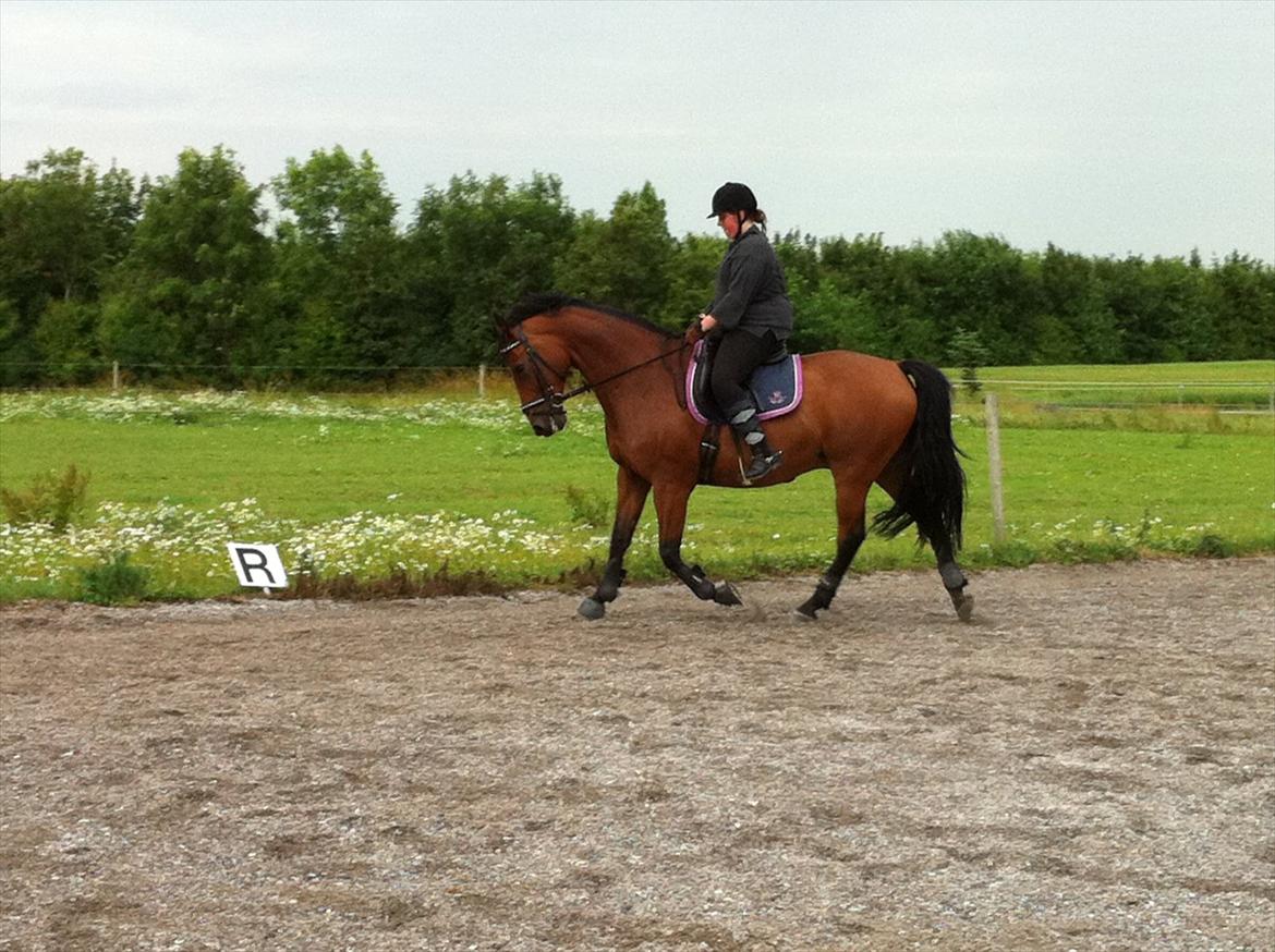 Dansk Varmblod HØJBO'S MINITO <3  - Dressur d 7/7-11 
mester fotografen Gitte billede 13