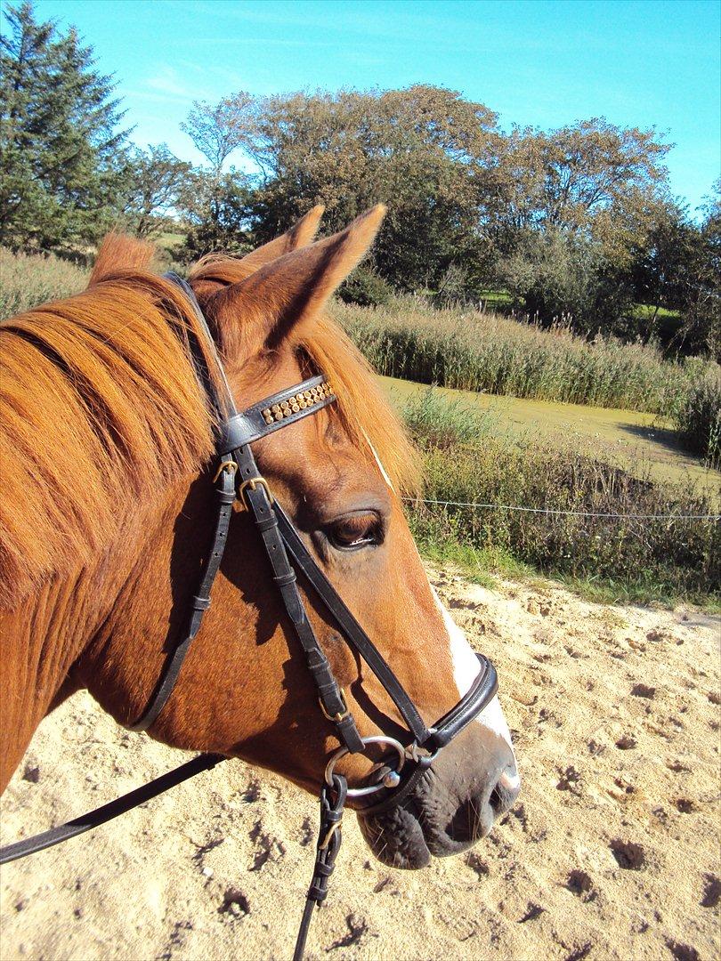 Anden særlig race Corrado - Hans ører er næsten altid fremme :D billede 2