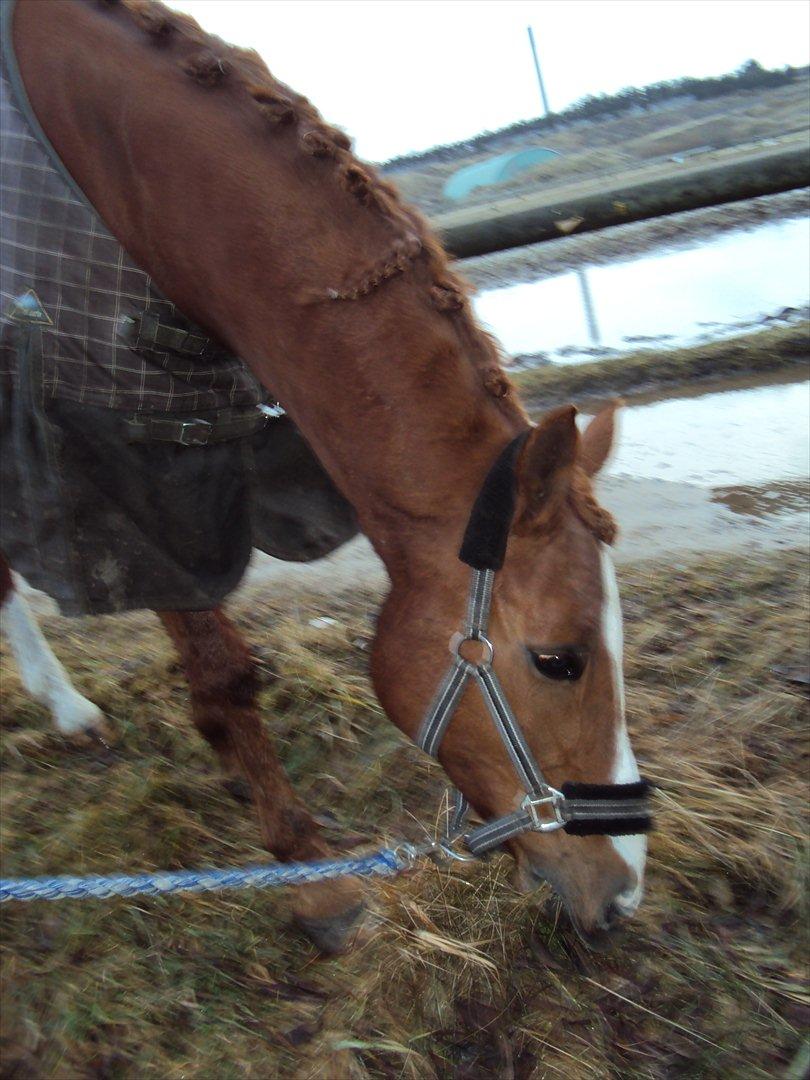 Anden særlig race Corrado - en nat i boksen inden stævne ser vi sådan ud. Vi går tur mens vi venter på det bliver vores tur :) billede 17