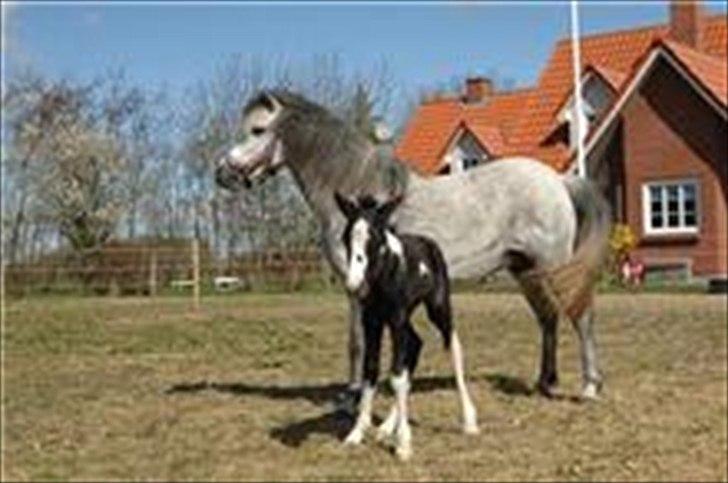 Welsh Mountain (sec A) Fifi billede 7