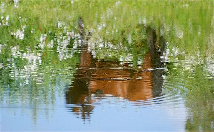 Arabisk fuldblod (OX) Til Minde om MVA Prince Vayu ox - Foto Renee Julsgård. d 7 Juli 2011 billede 1