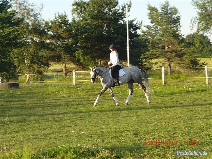 Trakehner Ferrari - Min lille Dressurhest xD billede 11