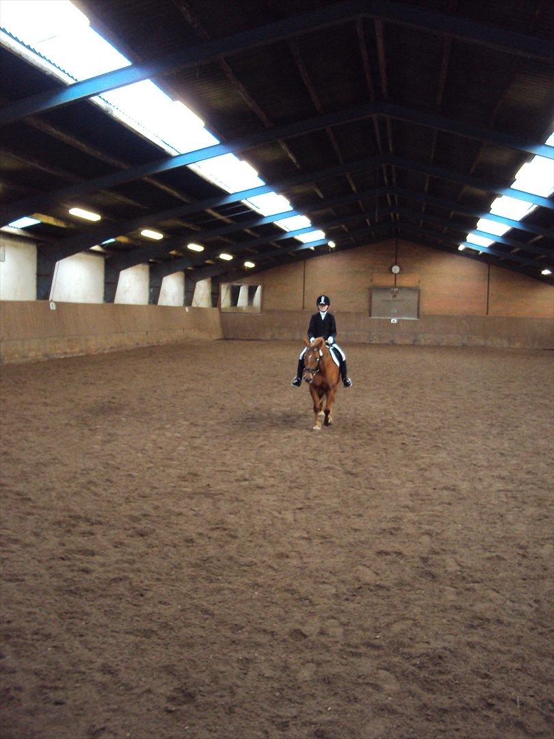 Anden særlig race Cassa - de starter stævne program billede 17