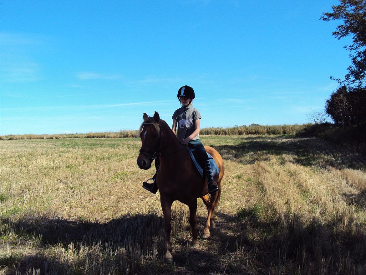 Anden særlig race Cassa billede 18