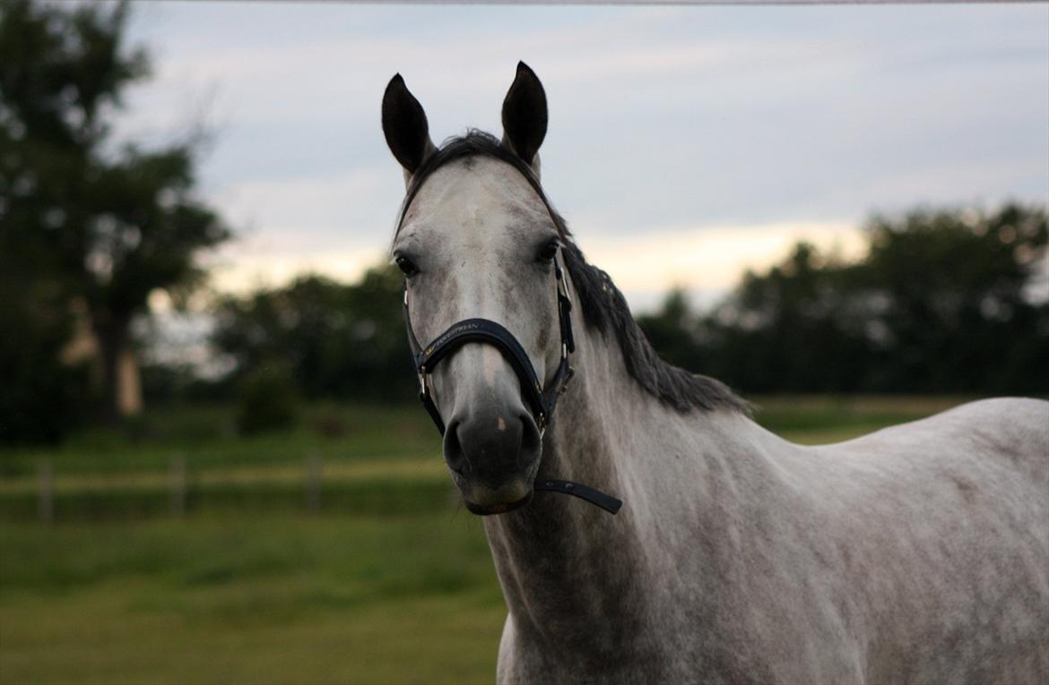 Trakehner Ferrari - Heey Smukke! billede 12