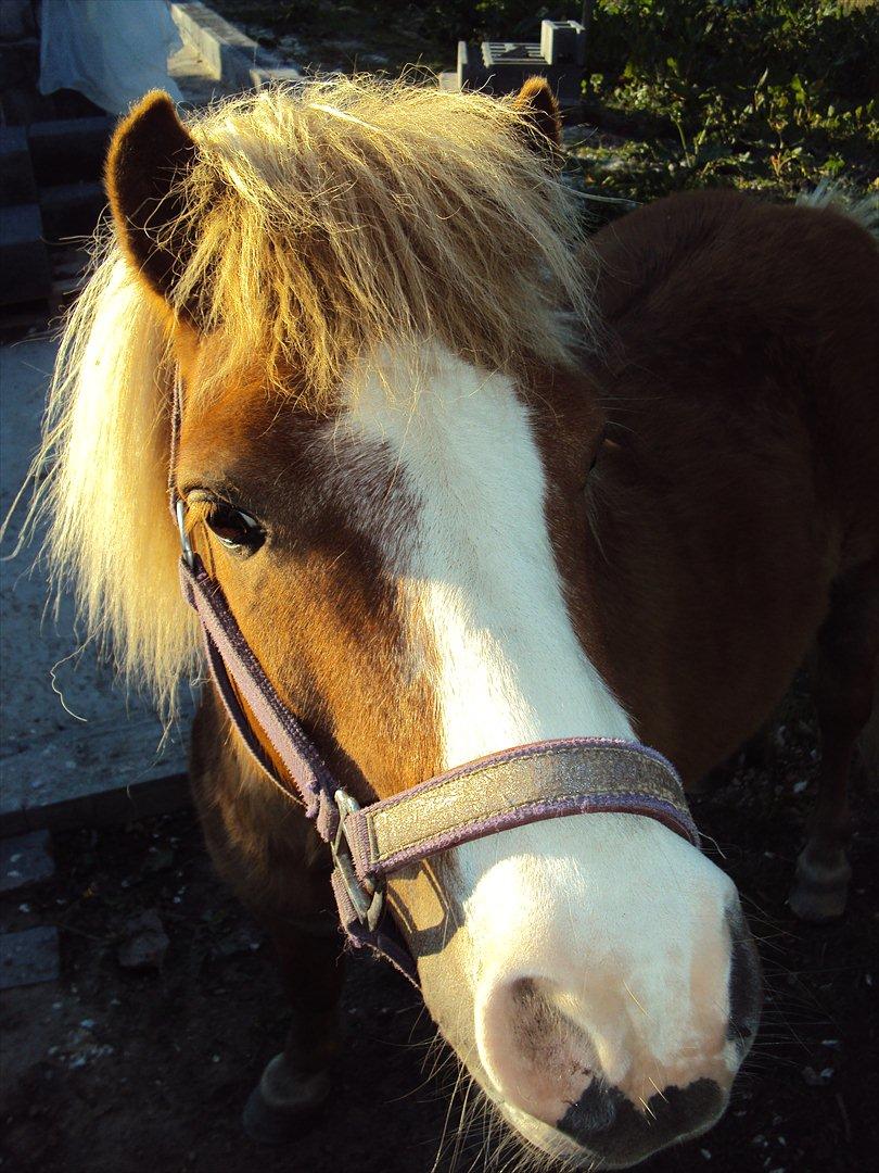 Shetlænder Silas billede 20