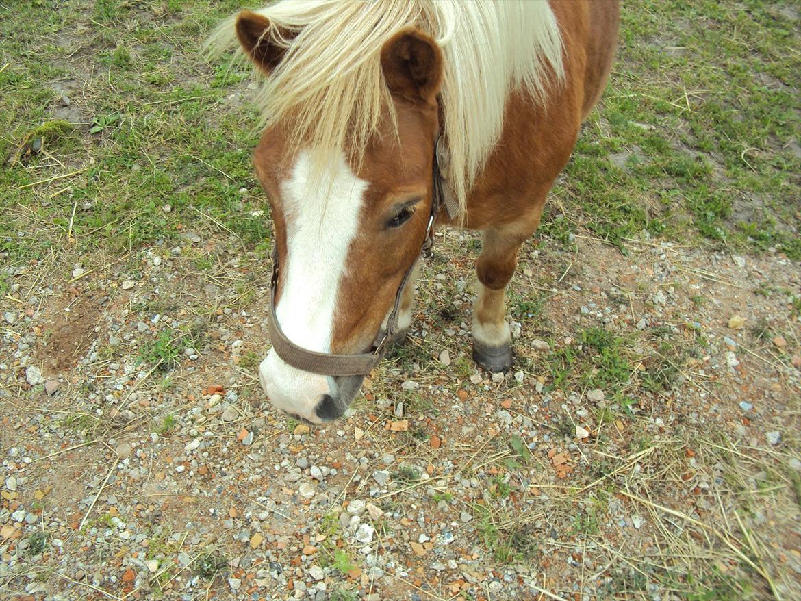 Shetlænder Silas billede 11